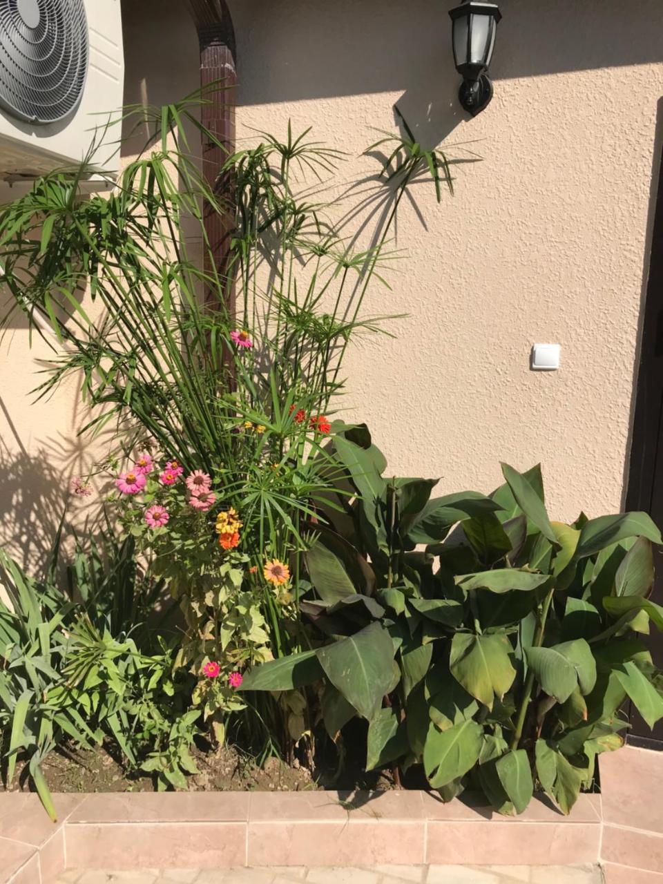 Guest House Palmovaia Gavan Гудаута Екстериор снимка